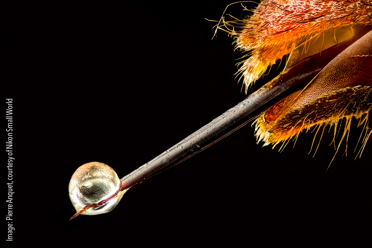 19-needle Vespa velutina (Asian hornet) with venom on its stinger. Reflected Light, Focus stacking 6.3x (objective lens magnification)